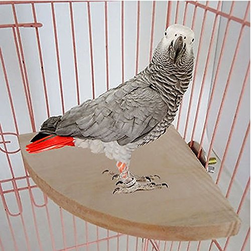 9 Inches / 23 cm Natural Wood Corner Platform Cum Perch Cum Stand Bird Toy Ideal for Sun Conure, Pionus, Quaker Parrot, Cockatiel, Finch, Canary, Lovebird, Budgerigar, Budgeri (Light Weight) (B07F2F4M2B) Amazon Price History, Amazon Price Tracker