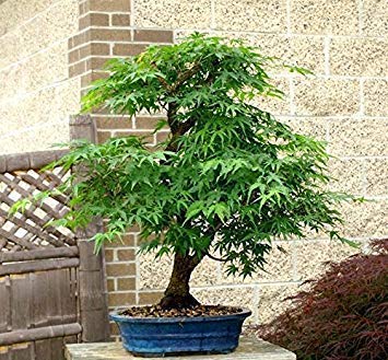 3 50 Rare Pieces Semi China bule maple bonsai, rare blue sky mile balcony beautiful milefs plants for the house Garden 3: Only Seeds Not A Live Plants