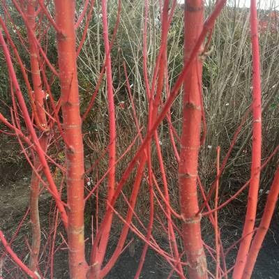 珊瑚閣」の人気商品一覧 | 安い商品を通販サイトから探す - 価格.com