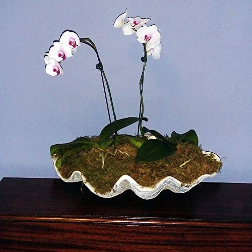 GIANT 22" CLAM SHELL tridacna gigas WHITE CLAMSHELL
