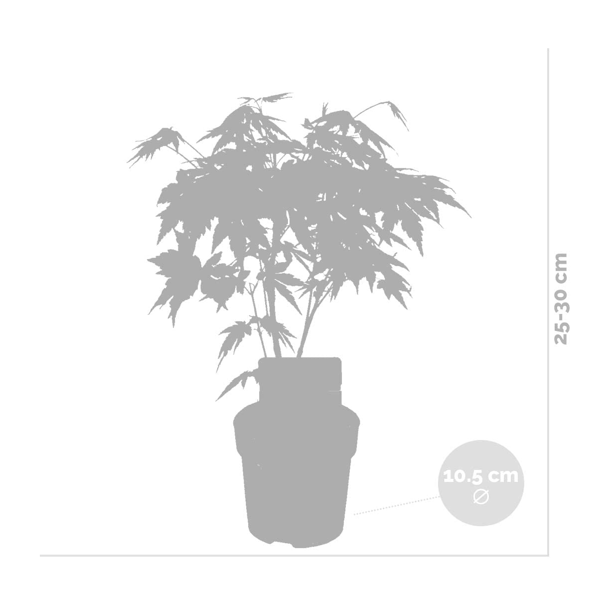 Acer palmatum 'Orange Dream' Érable du Japon Feuillage orange Hauteur 20-30 cm Pot 10,5 cm