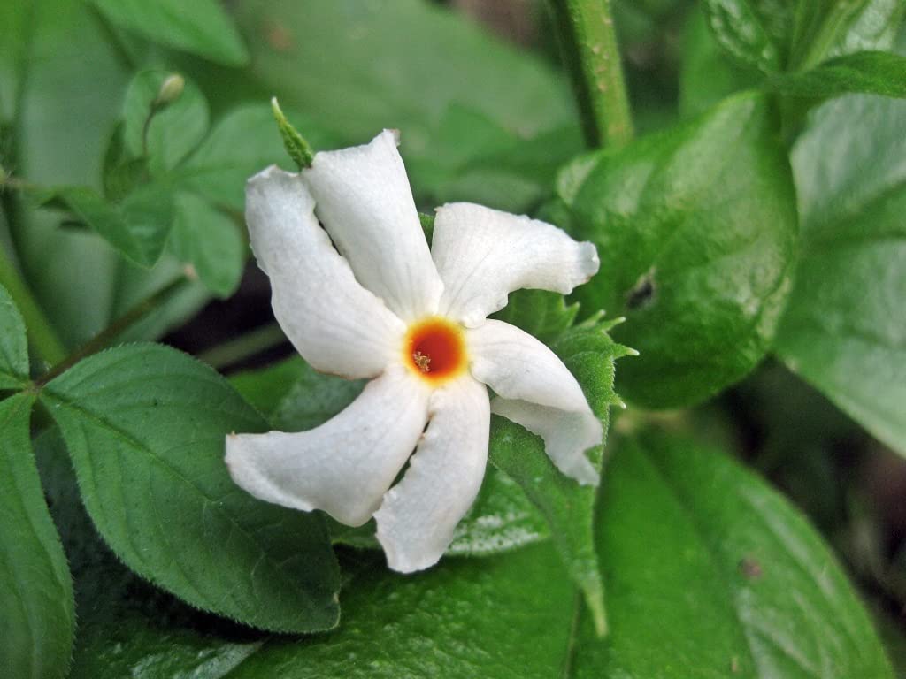 See full amazon price history chart for Aiden Gardens pavizha malli Night Jasmine plant Coral Jasmine, Nyctanthes arbor-tristis, Parijat/Shiuli, 1 healthy live plant Aiden Gardens pavizha malli Night Jasmine plant Coral Jasmine, Nyctanthes arbor-tristis, Parijat/Shiuli, 1 healthy live plant (B093QJKP91) Amazon Price History, Amazon Price Tracker