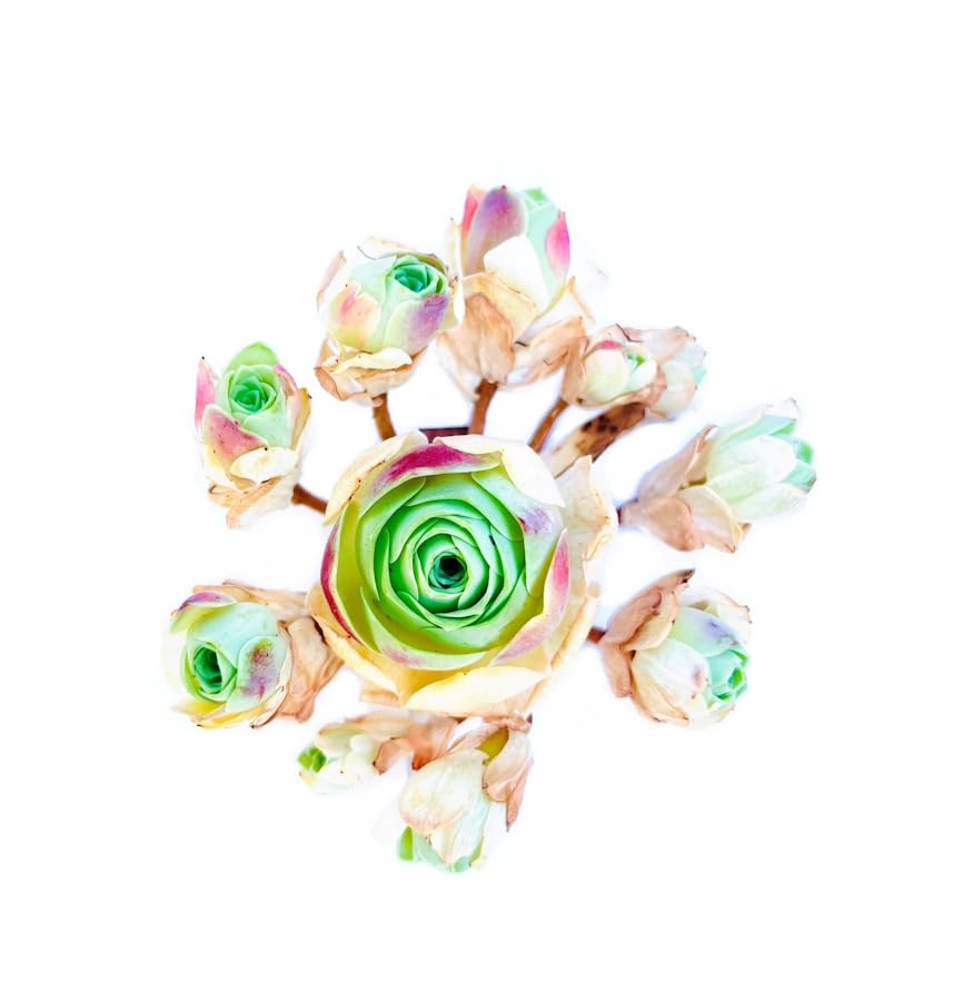 Greenovia Mix Cluster