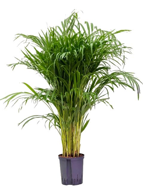 Areca 100cm Exuberante Planta Natural en Maceta de 17 cm