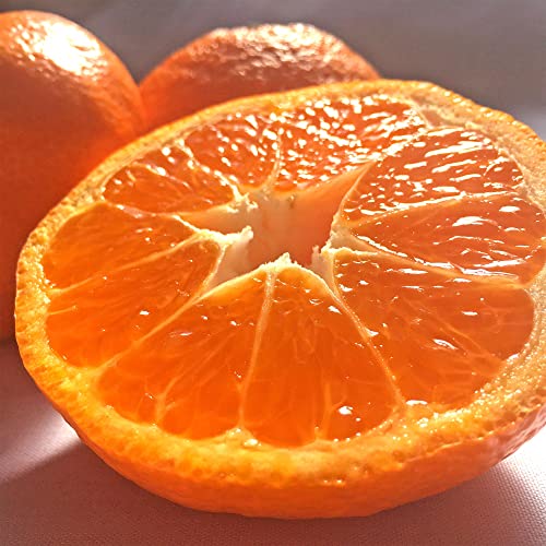 O݂ 4kg 2?4LTCY ÉY Gi?Di E탊[ Iʕi ʌ ȃTCNz