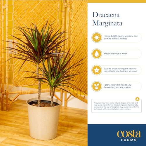 Costa Farms Dracaena Marginata Magenta Madagascar Dragon Tree, Live Indoor Plant, Easy to Grow Houseplant Potted in Decor Planter Pot, Living Room Home and Office Decor, 3-4 Feet Tall Costa Farms Dracaena Marginata Magenta Madagascar Dragon Tree, Live Indoor Plant, Easy to Grow Houseplant Potted in Decor Planter Pot, Living Room Home and Office Decor, 3-4 Feet Tall