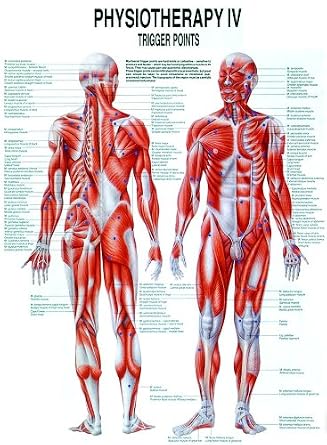 Trigger Points Laminated Chart