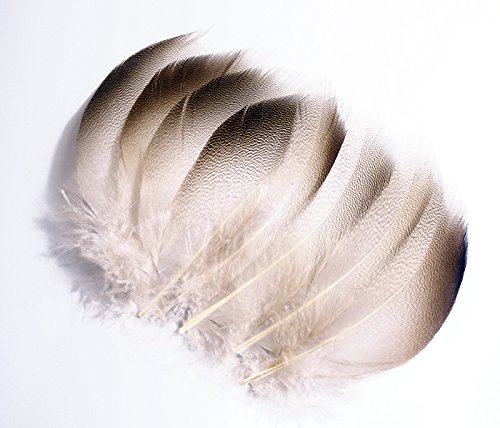 Amazon | ブラウンマラード・セレクト 8本 ［004-Fe01-N］【メール便