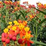 Tropical Milkweed Seeds - 1000 Pcs Perennial, Heat & Humid Tolerant, Pollinator-Friendly Wildflower Seeds, Ideal for Monarch Butterflies, Cut Flowers, Borders, or Meadows