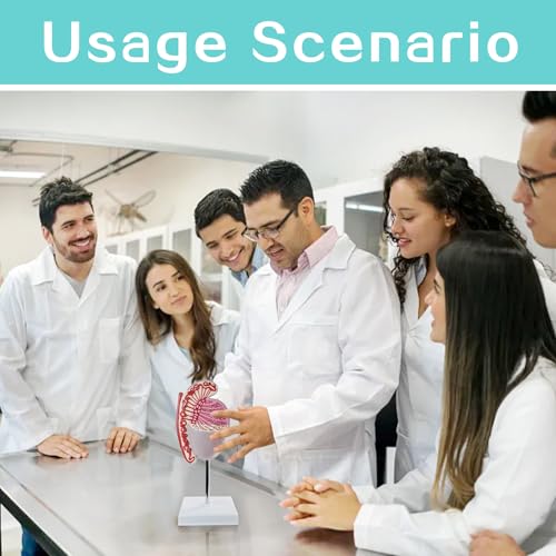 Image of Human Male Testicles Anatomical Model, 10X Life Size Male Testicle Anatomy Model with Numbered Labels and Base for Medical Science Education Study or Teaching