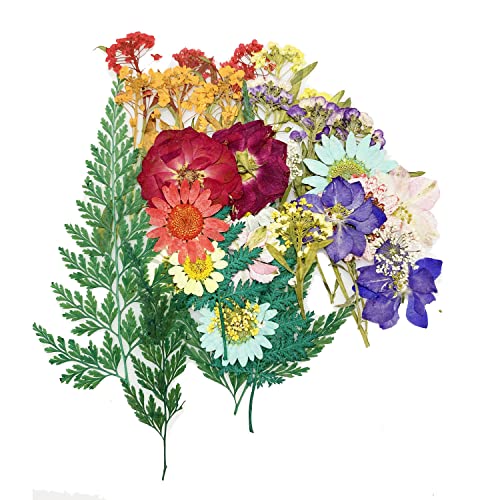 Flores prensadas secas con pinzas set 40 piezas miniatura 4