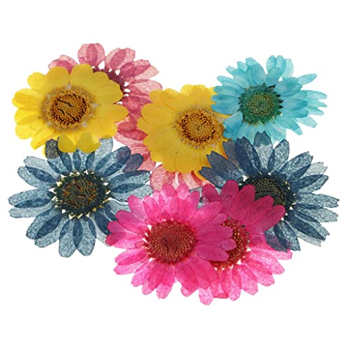 Fancyes 10 piezas decorativas de hojas secas prensadas miniatura 3