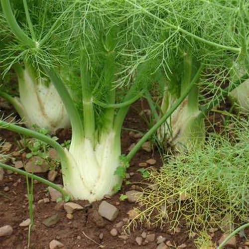 semillas de bulbo hinojo, regalos para jardineros organicas regalo jardín interior silvestres 150pcs