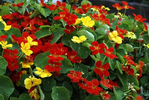 Breoudo 100+ Mix Nasturtium Seeds, Non-GMO Heirloom Flower Seeds Attracts Pollinators, Easy to Grow, Nasturtium Seeds for Planting Outdoors, Garden Breoudo 100+ Mix Nasturtium Seeds, Non-GMO Heirloom Flower Seeds Attracts Pollinators, Easy to Grow, Nasturtium Seeds for Planting Outdoors, Garden