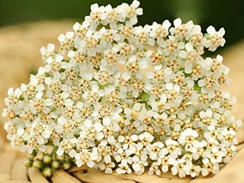 Gaea's Blessing Seeds - White Yarrow Seeds With Easy To Follow Instructions - Heirloom Non-Gmo 93% Germination Rate #TOP3