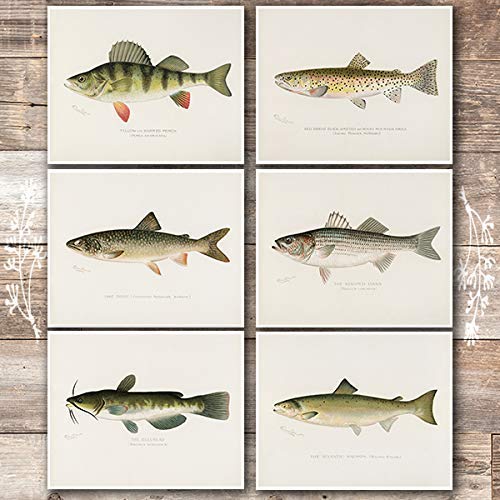 Fish Wall Art Prints (Set of 6) - Unframed - 8x10s | Vintage Fishing Decor