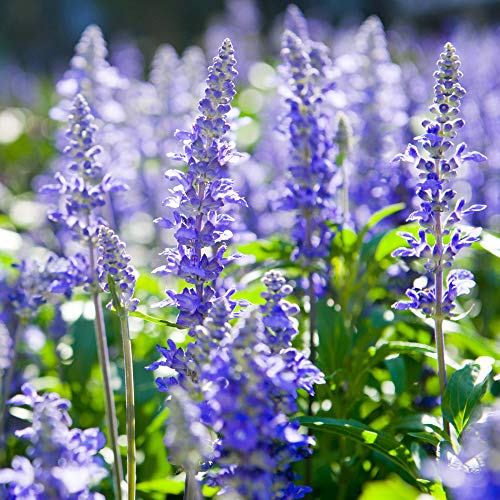 Outsidepride Blue Hyssop Seeds for Planting - 1000 Pcs Perennial Herb Garden Seeds with Fragrant Blooms Attractive to Pollinators, for Small Gardens, Containers, & Xeriscaping