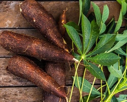 100pcs Cassava Vegetables Seeds