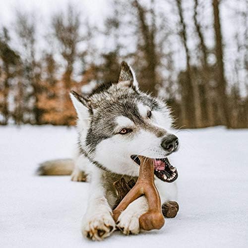 royal canine mobility