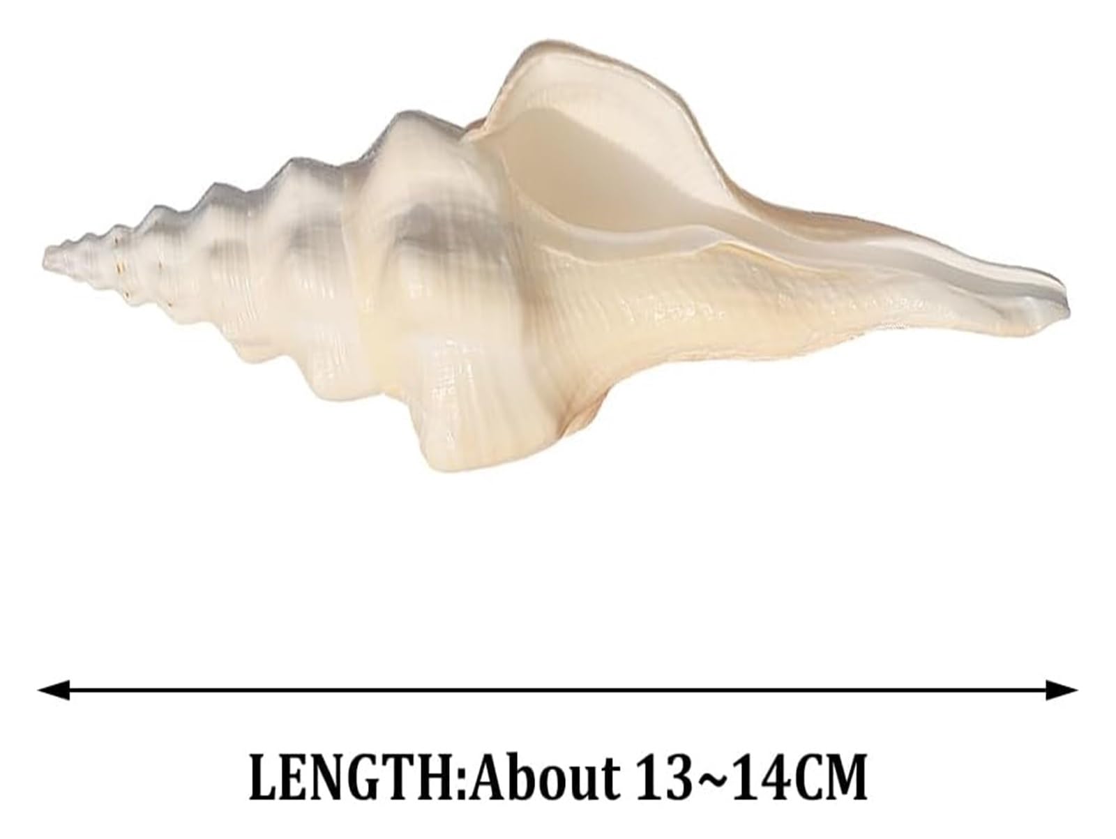 Grandi Conchiglie Marine, Conchiglia Naturale, Conchiglie da 13-14 cm, enormi Conchiglie oceaniche for Decorazioni for la casa for Matrimoni, acquari, Feste a Tema