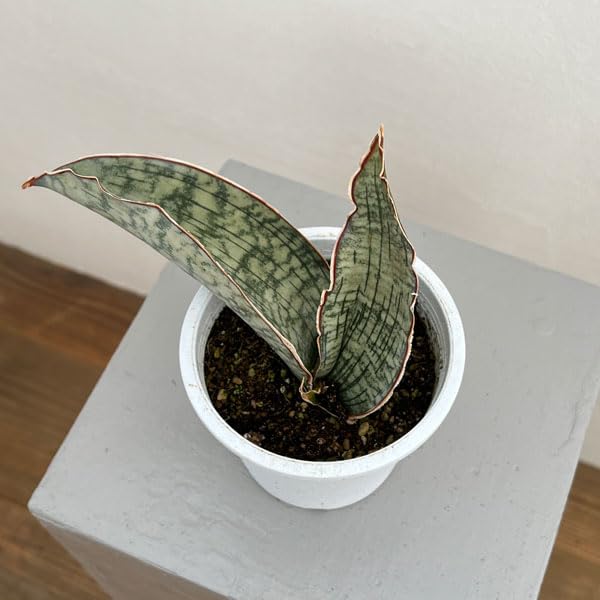 Amazon｜サンセベリア：キルキーシルバーブルー4号[多肉植物