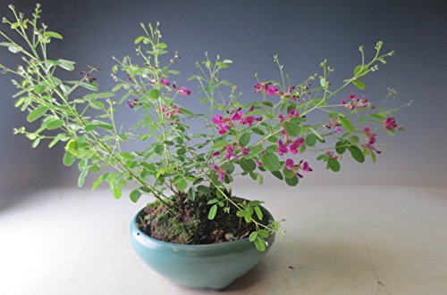 炫viNV}nMj̔A~ 2025ĊJԒ