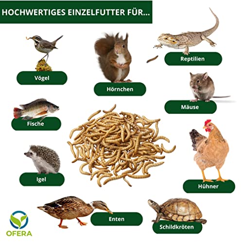 OFERA Mehlwürmer lebend, Zucht-Startkolonie [ca. 2500 STK.] + Zucht-Anleitung, Insekten als Hühnerfutter, Vogelfutter Wildvögel ganzjährig, Wachtelfutter, Mehlwürmer getrocknet selbst herstellen