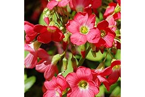 Iron Cross (Oxalis) Flower Bulbs : a Must-Have for Indoor Bloom