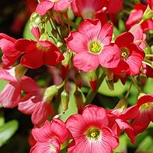 لمبات زهرة Iron Cross Oxalis - 25 لمبة لكل عبوة - جيد للتثبيت الداخلي - أربع أوراق البرسيم