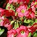 Iron Cross (Oxalis)