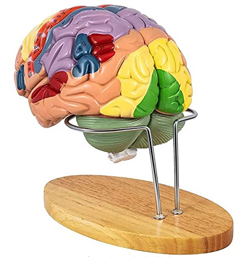 Modello anatomico del cervello umano, modello anatomico del cervello umano 2X a grandezza naturale per neuroscienze con modello cerebrale staccabile codificato a colori per la visualizzazione del