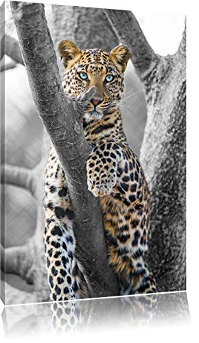 Leopard majestueux sur l'arbre noir / blanc sur toile, énorme XXL photos complètement encadrée avec civière, impression d'art sur ??la photo murale avec cadre, moins cher que la peinture ou une peinture à l'huile, pas une affiche ou une bannière