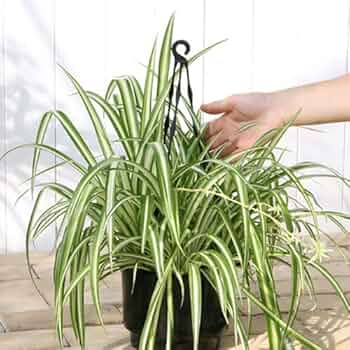 【観葉植物 】オリヅルラン 51KFowxTGmL._UF350,350_QL50_.jpg