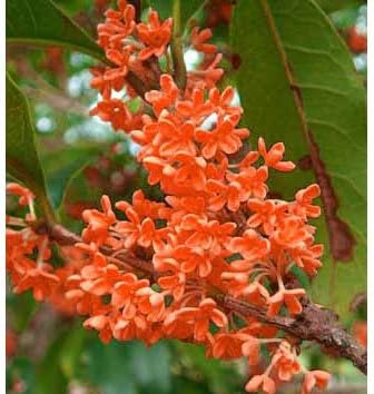 Amazon Co Jp キンモクセイ 金木犀 フレグランス レッド 紅花 3 5 4号ポット ホーム キッチン