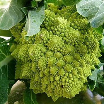 Organic Romanesco Broccoli Seeds - Stunning Apple-Green whorled Heads!!10 - Seeds
