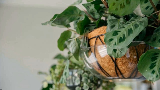 Amazon.com: Curtis Wagner Plastics Hanging Wire Coco Basket Drip