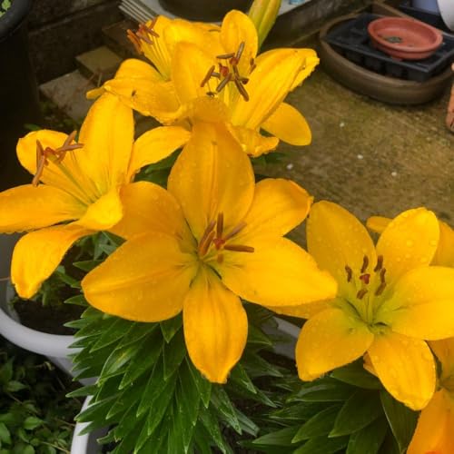 Lily Summer Fun Collection - 36 Bulbs - Compact Asiatic Lilies for Pots & Borders - Vibrant Mix of Colours - Hardy & Easy to Grow - Thompson & Morgan
