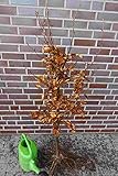 rotbuchenhecke Rotbuchen,Fagus sylvatica, haben einen Jahreszuwachs von 25-50cm