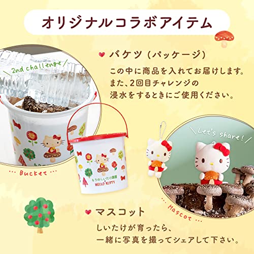 森のきのこ倶楽部 HELLO KITTY×もりのしいたけ農園 栽培キット (しいたけ栽培/家庭菜園/説明書付き) キノコ栽培 しいたけ (自由研究/食育/おうち時間) ハローキティ キティちゃん サンリオ 4枚目