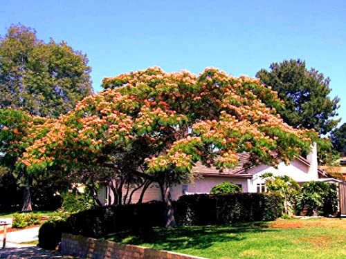 25 Mimosa Tree Seeds Albizia Julibrissin Tree Persian Pink Silk Flower Plant #TOP3