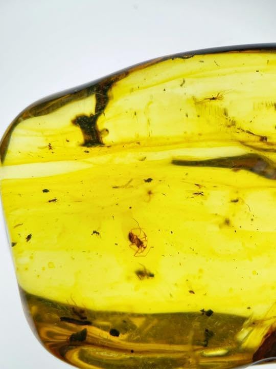 大粒　虫入り天然琥珀　植物片　化石　恐竜　夏休み　自由研究 大粒 虫入り天然琥珀 植物片 化石 恐竜 夏休み 自由研究 【公式通販】