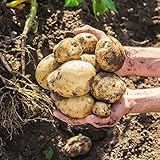Potato - Semillas Patatas Para Sembrar - Solanum Tuberosum - Semillas Frescas De Verduras Para Su Huerto Urbano - Semillas De Bonsái Bio Para Interior O Exterior - 10 piezas