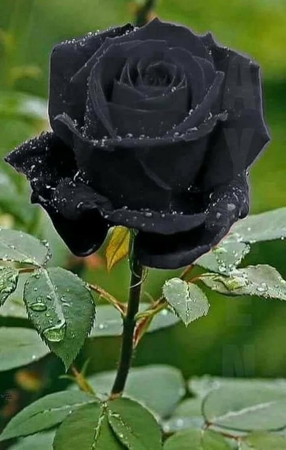 Nursery Black Rose Rosa Rubiginosa Deri Rose Golap Live Flower Plant 1-2 Ft