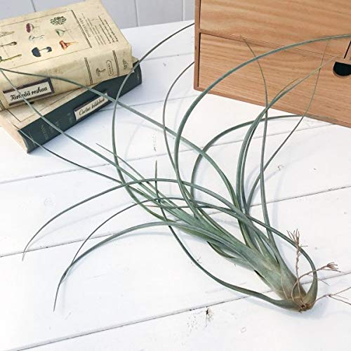 Amazon｜PLANCHU エアプランツ ティランジア エクセルタ