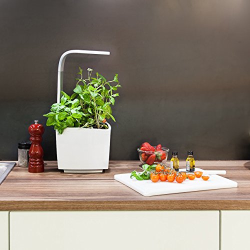 Tregren T3 Potager d'intérieur Connecté 3 plantes, Kit prêt à pousser et Jardinière Autonome pour herbes aromatiques, petits légumes, fleurs - Cultivez avec votre application smartphone - Blanc Tregren T3 Potager d'intérieur Connecté 3 plantes, Kit prêt à pousser et Jardinière Autonome pour herbes aromatiques, petits légumes, fleurs - Cultivez avec votre application smartphone - Blanc