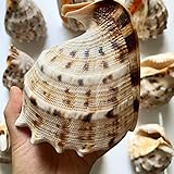 🌊Colores y naturales,cuidadosamente seleccionados y limpiados,y son una mezcla única de conchas marinas coloridas y exóticas. Reunirán esa sensación de decoración tropical de la brisa del océano,perfectamente adaptada a su hogar.