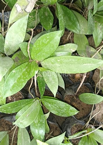 Image of Hoya Carnosa Live Plant - Healthy Hanging Indoor Plant, Easy Care, Air Purifyingflower plant - Pack of 1