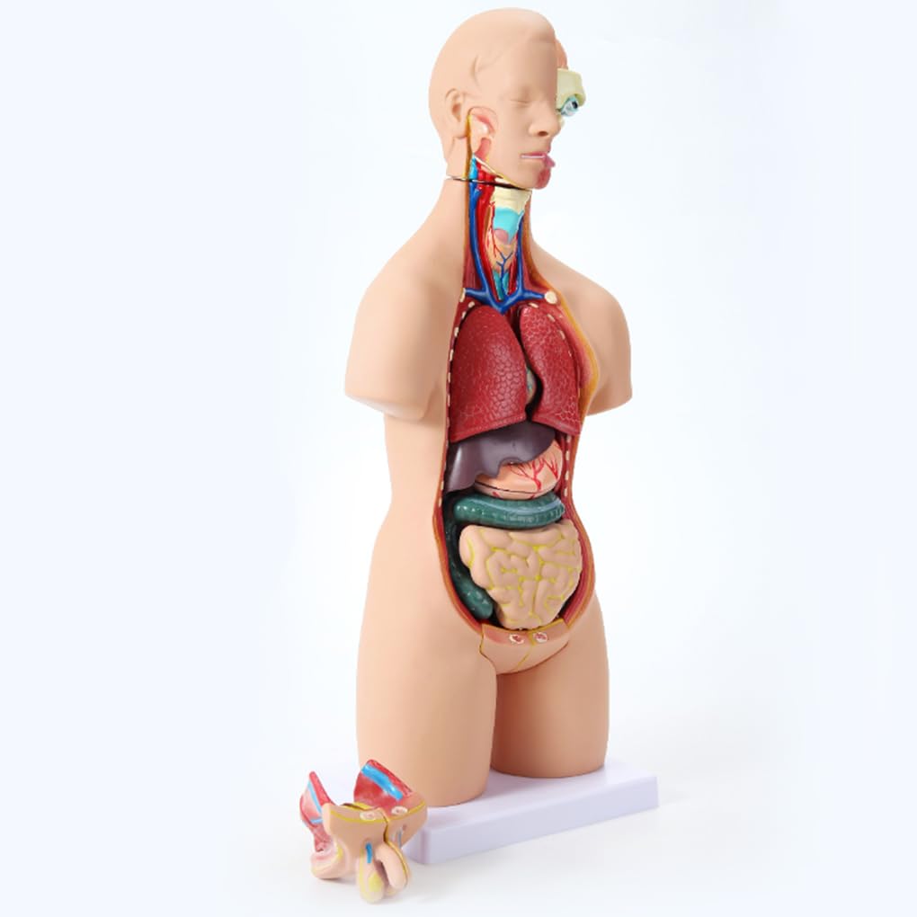 Modelo Torso anatomía Humana 55 cm, Modelo ensamblaje anatómico 4D órganos Humanos para enseñanza, educación, Escuela, Modelo anatomía Humana extraíble 19 Piezas, Modelo órgano Torso anatómico, Mod