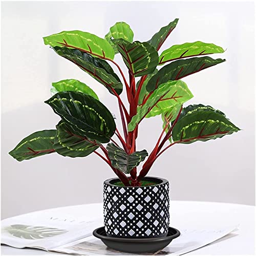 Qcyohoo 12 Pack Plant Saucer Plastic Plant Trays Flower Plant Pot Saucer Heavy Duty Sturdy Drip Trays For Indoor Outdoor Garden (6/8/10 In) #TOP3