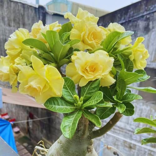 Adenium Desert Rose Plant Live, Double Yellow Desert Rose Live Plant, 4 to 6 Inc in Height